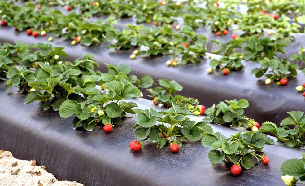 मल्च फ़्लिम